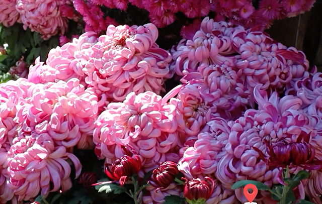 五感聊秋 | “鲁超”游聊城 品味盛满【香触】的黄运秋日