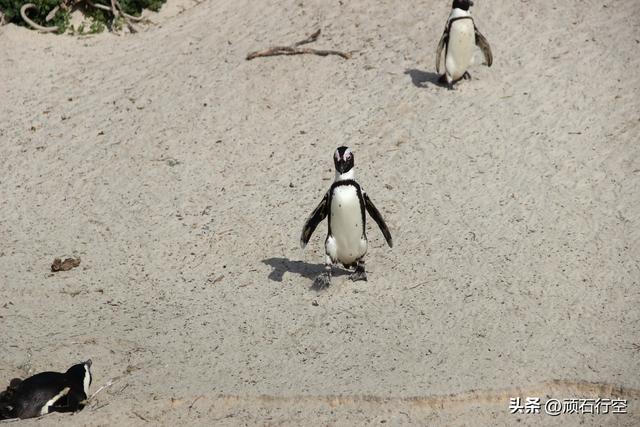 南部非洲：南非开普敦企鹅岛