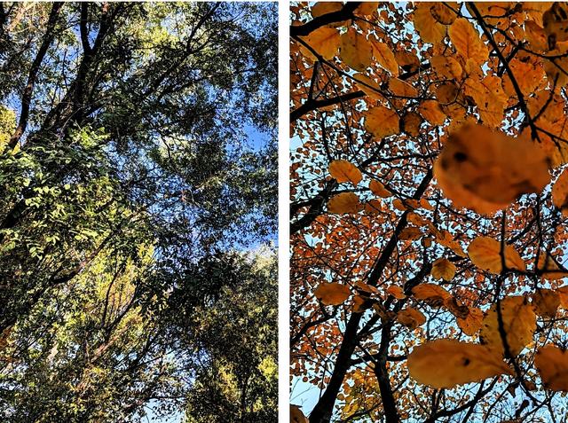 济南唐冶的深秋:碧空如玉、松柏叠翠、红枫似火、银杏镶金