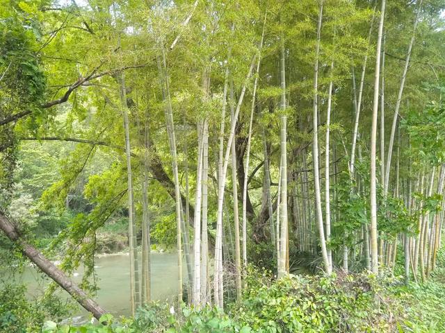 浏河滚滚欲留春，独向芳踪觅雅意——徒步小溪河散记（七）