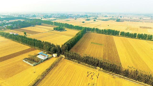 俄乌堵粮道美豆卡脖子，中国建七大粮仓拓南美，14 亿人饭碗稳了