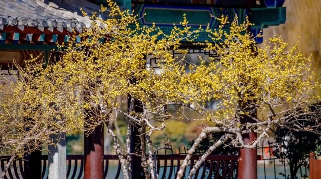 济南第一波蜡梅开了！这些赏梅地，赶紧冲！