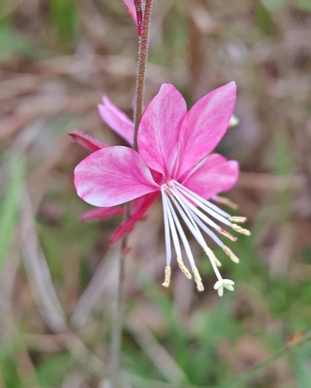 繁花似锦的秋天