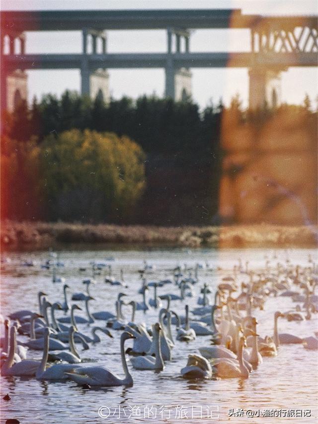天鹅、落日、古城与“海”！西安周边3H，这条冬日线路美到封神