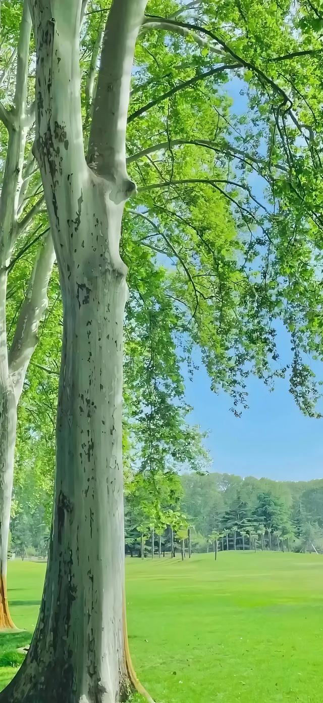 手机壁纸|简约的自然风光美景