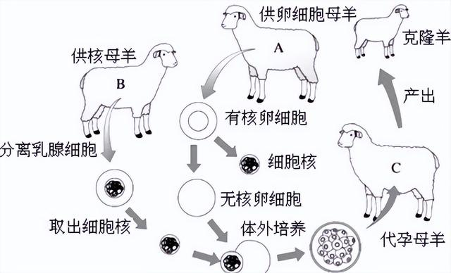 美俄真的做过太空受孕实验吗？失重状态下，对繁衍的影响多大？