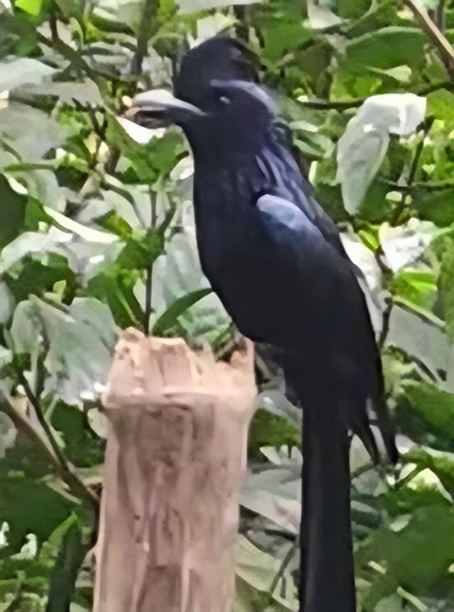 携台湾亲朋自驾游滇西南之十一