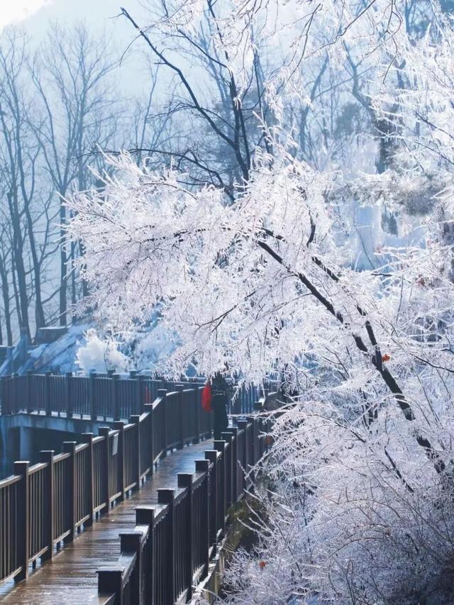 山东冬日奇观即将陆续上演，冰雪里的自然史诗等你解锁！