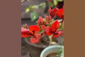 时光倒流的话，就选十个品种“三角梅”图片