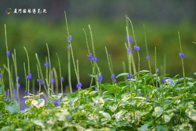厦门秋季花海上新！红火焰、粉花海、黄金雨、橙灯笼……邂逅9月浪漫~