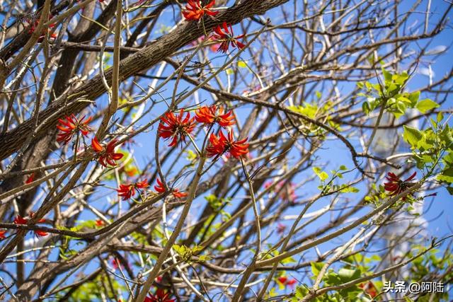 云南保山有条海棠路,种满的却是刺桐花,春日风景堪称一绝