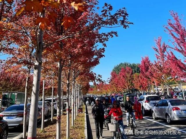 秦皇岛市抚宁区第二届枫林市集盛大启幕