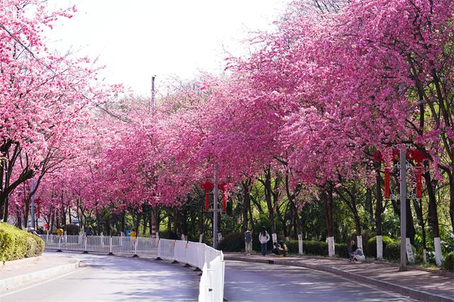赴富源之约，邂逅新春樱花韵