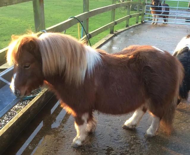 崮乡月圆，灯火璀璨！2026年蒙阴元宵节优惠活动来啦！