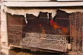 河南一男子半夜偷鸡 被女主人放鞭炮吓死, 家属索赔50万 法院判了 律师：女主人是正当防卫！图片