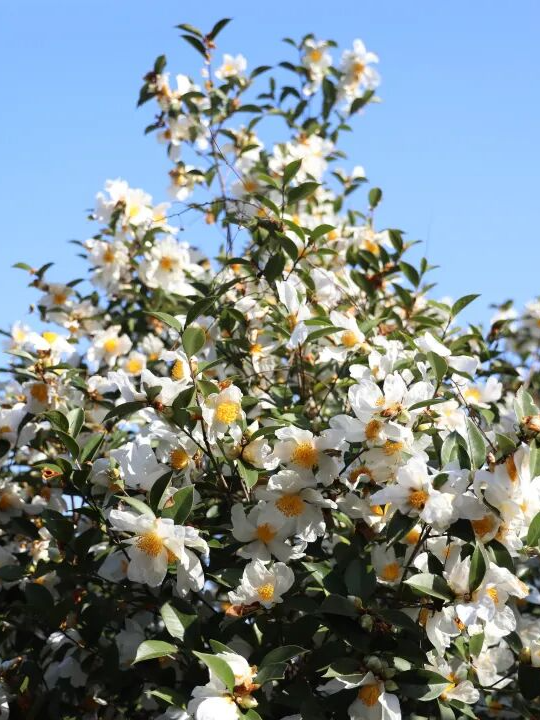 格桑花、紫花风铃木、雪白油茶花……肇庆这里太美了！