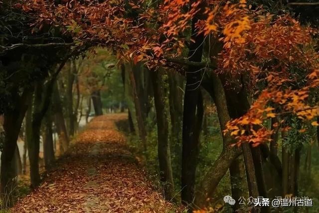 收好这份温州《红枫古道地图》,挑个好天气出门走走!