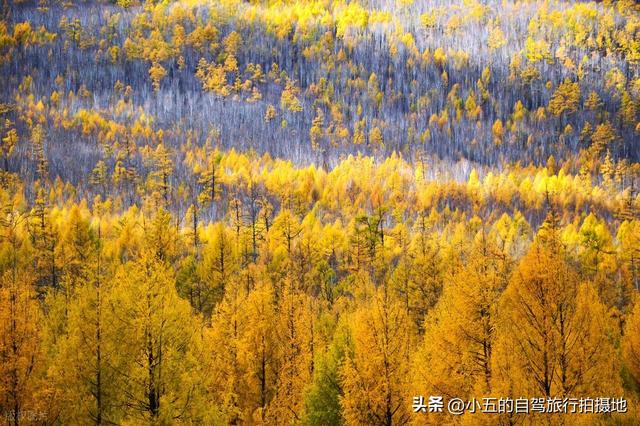 9 地秋日赏秋实测攻略！附最佳时间 + 落地玩法，收藏直接走