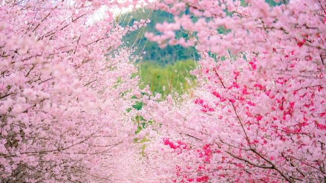 门票不限量免费送！明月山花海原居2月1日开园，解锁樱花美景+免票攻略+玩法指南！