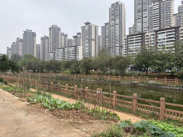 五象湖「最强景观」火了,公告成了废纸