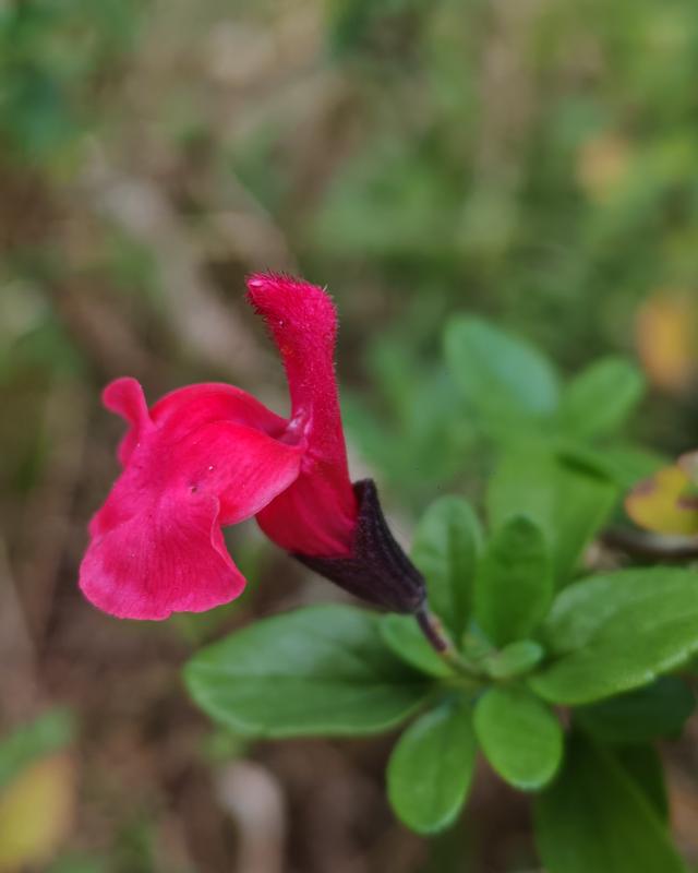 繁花似锦的秋天