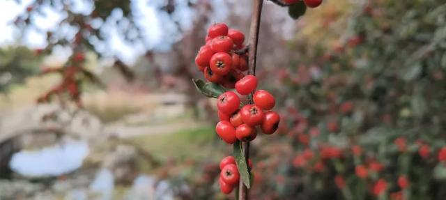红满枝头!凤鸣公园火棘果红,你来与不来美就在那里!