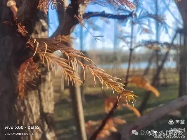 初冬北京朝阳坝河金盏淀:清寒里的静美画卷|申艳娟