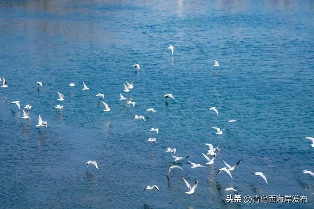 “鸥”耶！西海岸来了一批“老朋友”！