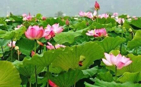 荷花：夏日一道靓丽的风景