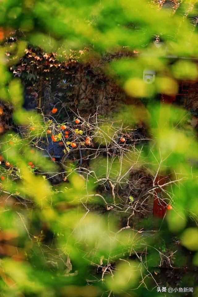 好多人在拍！苏州到底有谁在啊