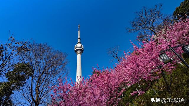 樱 塔 相 映 龟 山 春