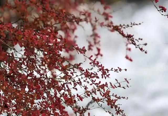 【美丽四川】平武沙棘沟行记：穿过五公里雨雪晴阴 收获“无执”的秋日‖柳红樱