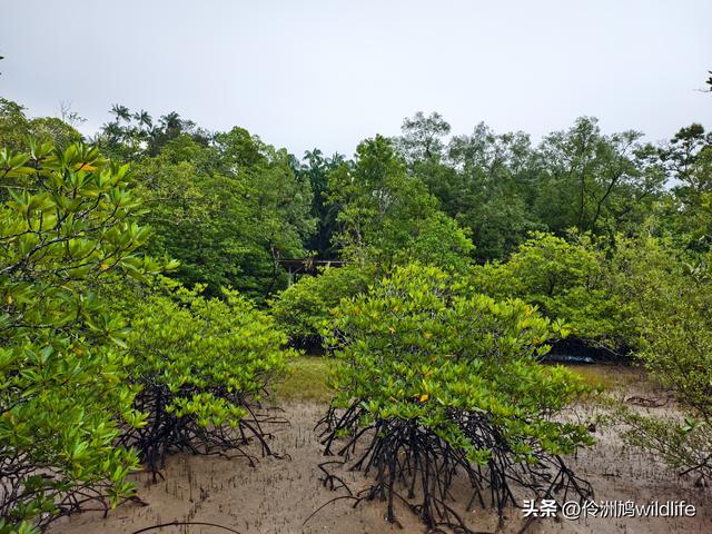 马来西亚(36)砂拉越州⑩峇哥国家公园夜间徒步体验