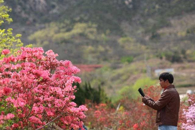 满山遍野的映山红