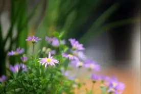 再婚20年退休老伴提AA养老，三月后哭诉：孙子不带活不干老人不管图片