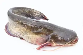 鲶鱼和鮰鱼有什么区别？你爱吃哪一种？图片