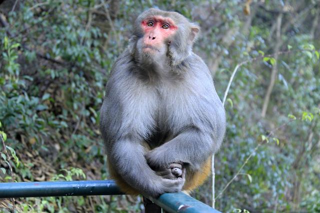 黔灵山的猴子真的会拧开瓶盖喝水