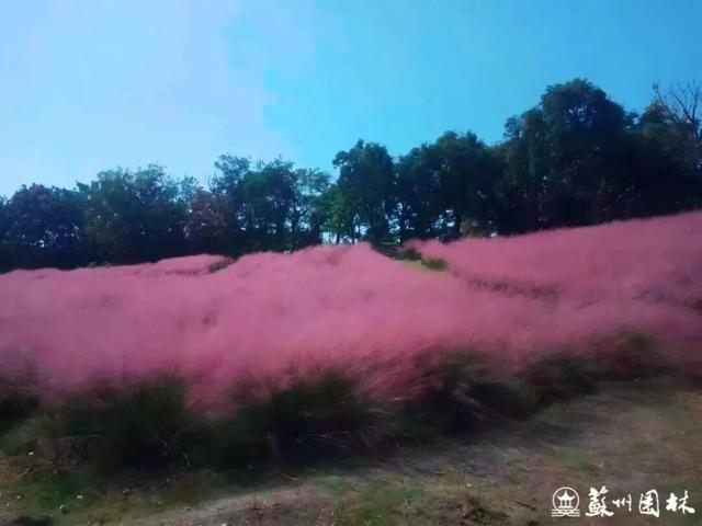 美翻了！苏州这些地方要成为顶流了！