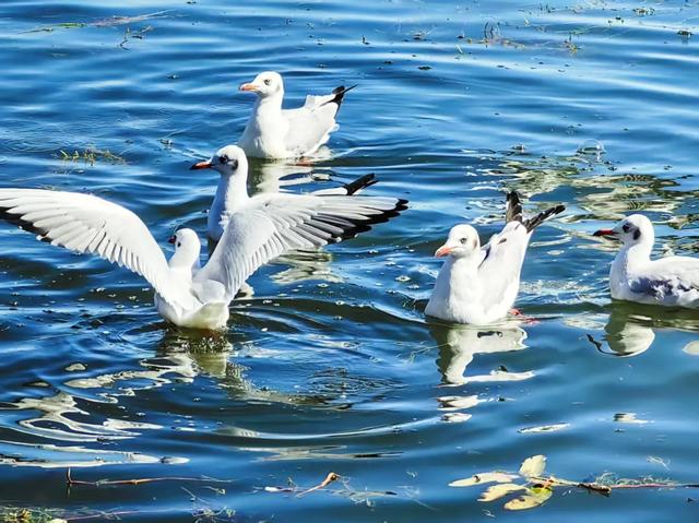 海鸥来了！丽江拉市海藏着冬天最治愈的邂逅