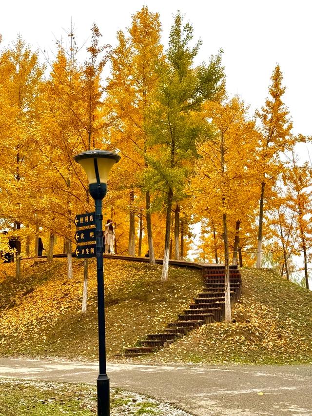 西安周末游丨这8个免费赏银杏叶好去处