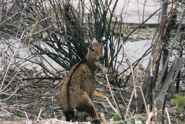 库拉岗日，“戏”真多！