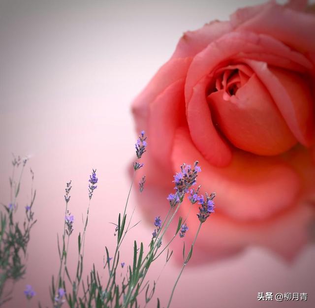 泰戈尔诗选最美的十首诗，一生一定要读一次，总有一句戳中你的心
