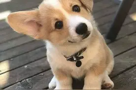 每天一问 狗狗为什么喜欢歪着头呢 总共有3种原因 你知道几个？？？图片