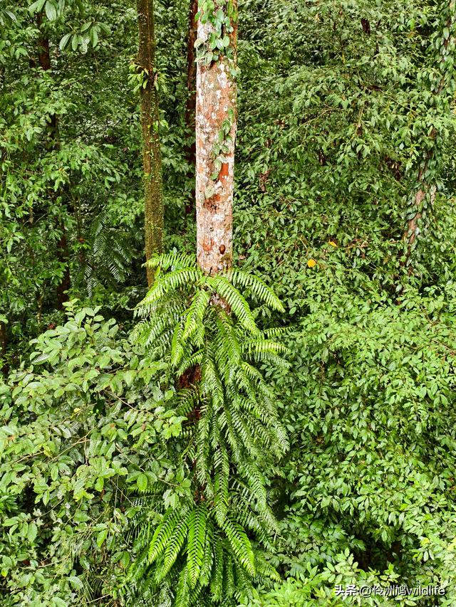 马来西亚(31)砂拉越州⑤姆鲁山canopy树冠高空漫游