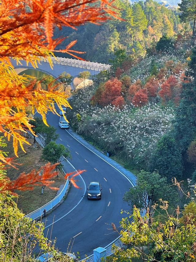 【初冬打卡指南】都匀绿博园“限定红杉雾镜”上线！