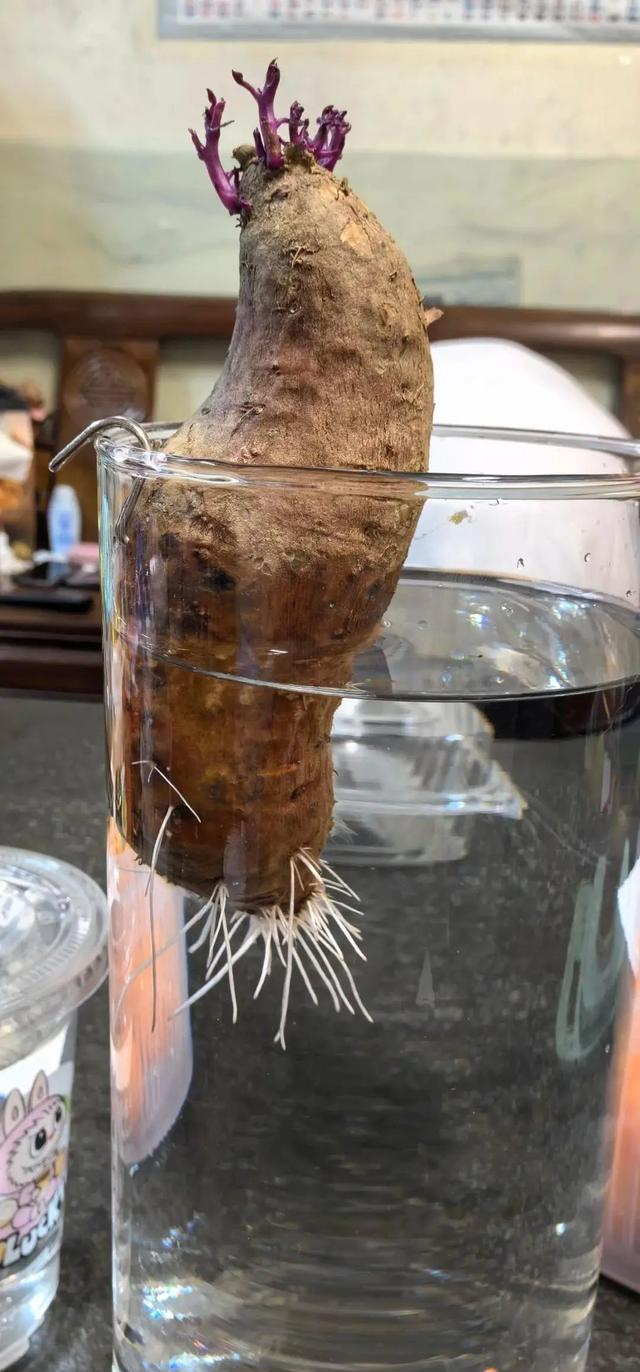 陕西一男子，晒“客厅红薯瀑布”走红，网友：我以为是塑料装饰品