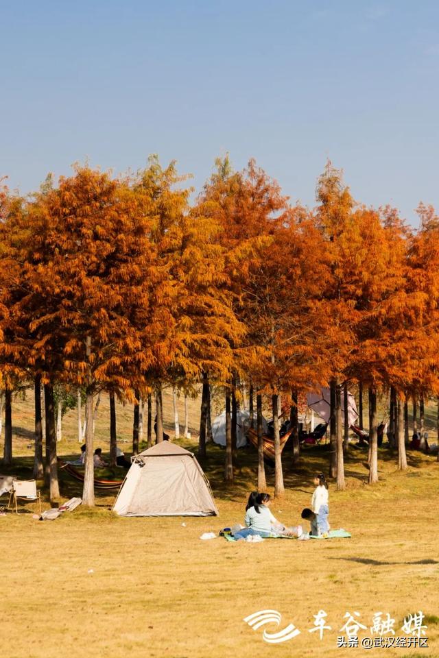 橙黄橘绿时 武汉经开区斑斓如画