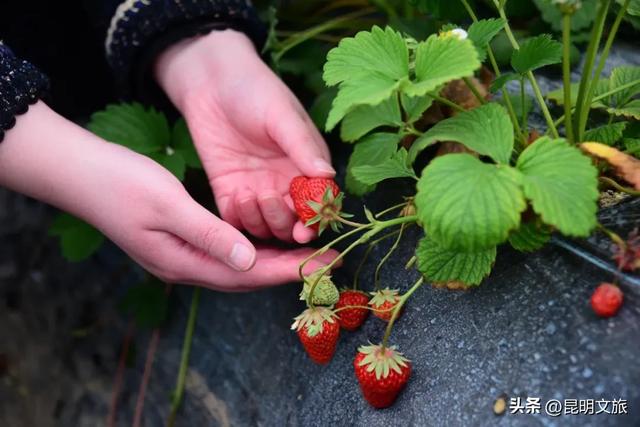 别再问昆明哪里能摘草莓了!收下这份采摘地图,直接抄作业→