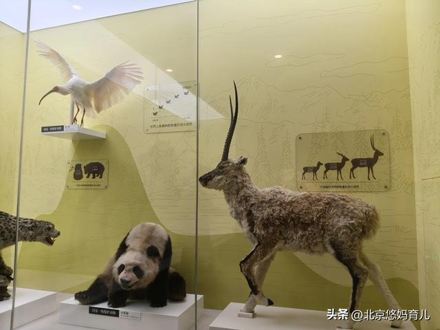 第一次去国家自然博物馆，水族馆和恐龙乐园是8岁孩子的最爱