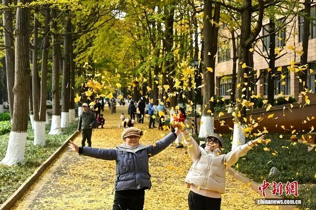 昆明街头“金色大片”已上线！你打卡了吗？